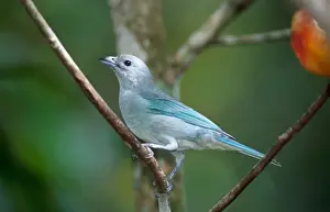 Tropical Birds Images Drucke: Leontopithecus chrysomelas