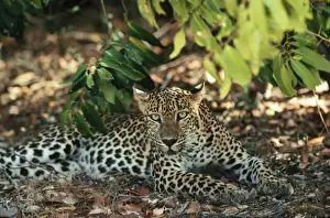 Wildlife Prints Personal Use Only Drucke: Leopard