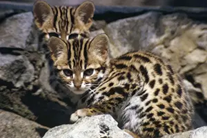 Wildlife Artwork For Sale Drucke: Leopard Cat