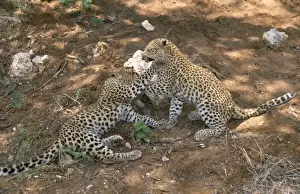 Personal Use Prints Only Drucke: Leopard - cubs playing