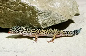 Drucke von JD-5676 Leopardgecko Eublepharis macularius Johann Daniels Bitte beachten Sie, dass Drucke nur für persönliche Anzeigezwecke gedacht sind und nicht reproduziert werden dürfen Leopard Drucke: Gecko-Leoparden