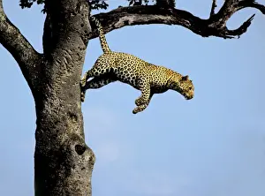 Bilder Datiert 24. August 2005: Löwe - springt aus dem Baum