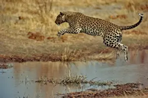 Löwe springt über Wasser im Okavango-Delta in Botsuana Afrika