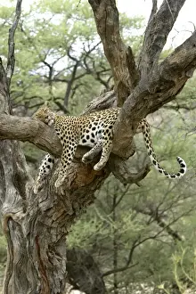 Löwe Namibien