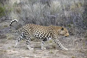 Gerahmter Druck : Löwenzahn Namibien Gerahmter Druck : Löwenzahn Namibien