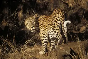 African Leopard Images Drucke: Leopard Namibia, Africa