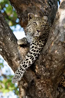 Drucke von ASW-4864 Leopard - ruhtet im Gelenk eines Baumes. Letaba, Kruger-Nationalpark, Südafrika. Panthera pardus Alan J. S Leopard Drucke: Löwe ruht im Astgelenk eines Baumes. Letaba, Krüger-Nationalpark Südafrika