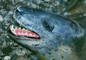 Drucke von DH-2578-c Leopardseal Hydruga Leptonyx von Don Hadden Beachten Sie, dass die Drucke nur für persönliche Anzeigezwecke gedacht sind und nicht reproduziert werden dürfen Leopard Drucke: Löwenzahnfuchs