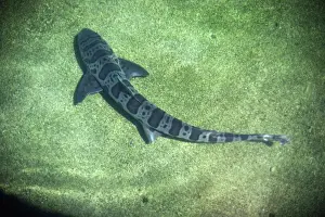 Shark Conservation Images Drucke: Leopard Shark