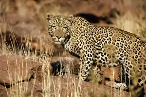 Leopard Namibia Drucke: Leopards - Namibia