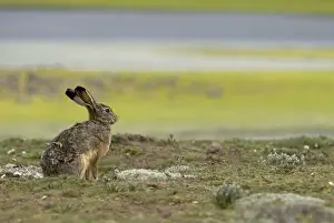 Bale Mountains Ethiopia Drucke: Lepus starcki