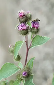 Nature Prints For Home Decor Drucke: Lesser Burdock