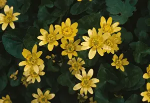 Kleiner Wusching