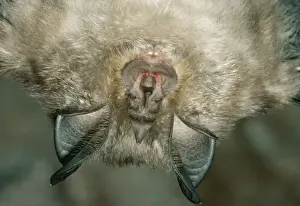 Unique Animal Wall Art Prints Drucke: Lesser Horseshoe Bat