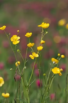 Wildlife Photography In The UK Drucke: Lesser Spearwort