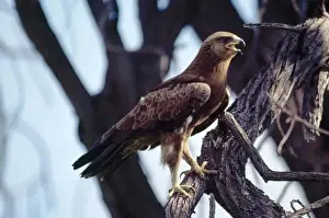 Personal Use Only Prints Drucke: Lesser Spotted Eagle