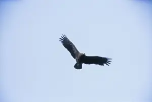 Wildlife Raptors Images Drucke: Lesser Spotted Eagle - in flight