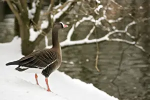 M Watson Photography Drucke: Lesser White-fronted Goose - Captive. Dombes - Ain - France