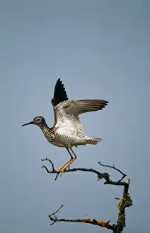 Wildlife Photography Prints Online Drucke: Lesser Yellowlegs