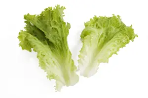 Lettuce Photography Drucke: Lettuce - in studio