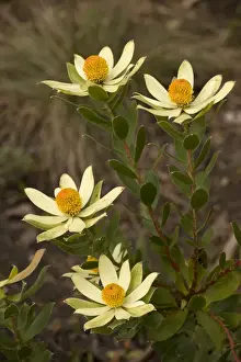 Rare Flower Prints Online Drucke: Leucospermum sp