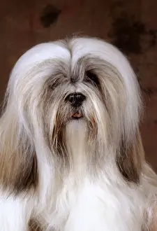 Personalized Pet Photo Gifts Drucke: Lhasa Apso Dog