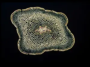 Light Micrograph Drucke: Light Micrograph (LM): A transverse section of a stem of Whisk Fern (Psilotum nudum); Magnification x18 (on 10)