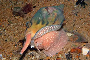Invertebrate Wildlife Images Drucke: Lightning Volute - at night, foraging