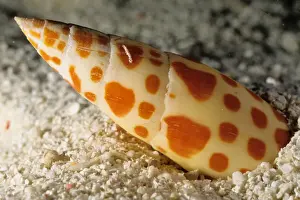 Great Barrier Reef Marine Park Drucke: Like many other predatory snails