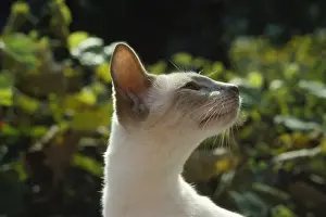 Lilac Siamese Katze