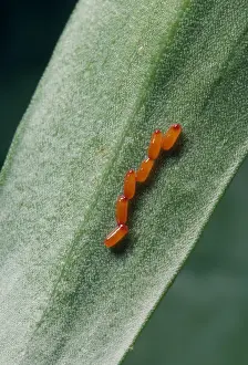 British Wildlife Insects Drucke: Lilly Beetle - eggs UK