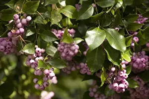 Australian Flowers Drucke: Lilly-pilly with berries
