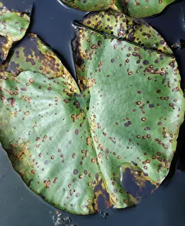 Ardea Wildlife Prints For Sale Drucke: lily beetle damage to lily leaf