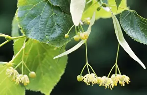 Flowering Trees Europe Drucke: Lime Tree - blooming