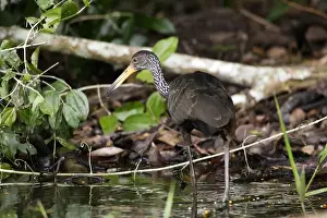 M Watson Photography Drucke: limpkin