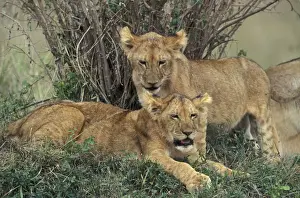 Jean Michel Labat Photos Drucke: Lion - two cubs