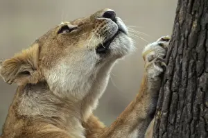 Jean Michel Labat Images Drucke: Lion - looking up tree