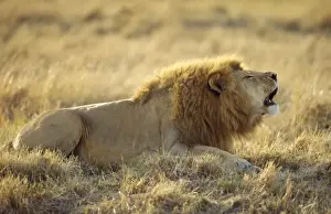Lion Roaring Drucke: Lion - roaring