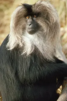 Lion Tailed Macaque Drucke: Lion-tailed Macaque