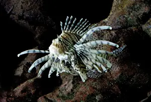 Lionfish