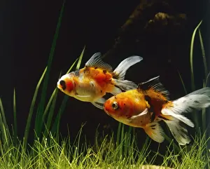 Aquarium Fish Species Drucke: Lionhead Fish