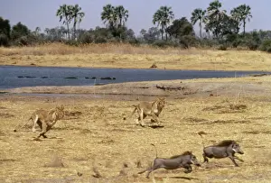 Panthera Leo Pictures Drucke: Lions Chasing warthogs by lagoon, Moremi