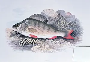 Wildlife Prints Drucke: Lithograph - of Perch