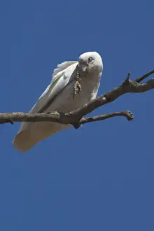 Western Australia Animals Drucke: Little Corella - scratching head