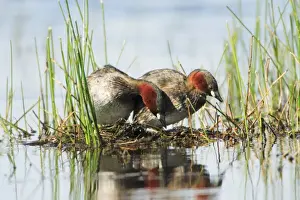 Bird Photography Prints Drucke: Little Grebe - pair on nesting platform, Alentejo, Portugal
