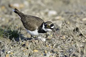 Kleiner Brachvogel - mit gefangener Wurm, Nationalpark Neusiedler See-Seewinkel, Österreich.
