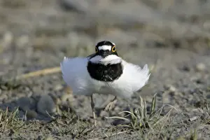 Neusiedler See National Park Drucke: Little Ringed Plover- frontal view, male displaying to female, Neusiedler See NP, Austria