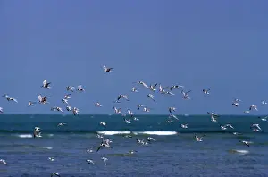 Waterbird Photography Tips Drucke: Little Tern