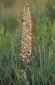 Lizard Orchid Drucke: Lizard Orchid