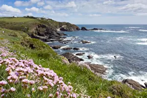 Cornwall Rural Landscape Drucke: Lizard Point - with Thrift in foreground - Cornwall, UK